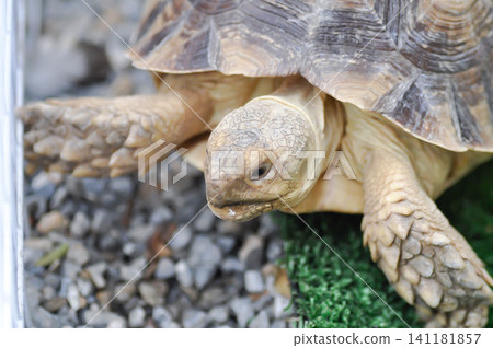 africa tortoise, African spurred tortoise or Centrochelys sulcata or Geochelone sulcata or sulcata tortoise or tortoise africa tortoise, African spurred tortoise or Centrochelys sulcata or Geochelone sulcata or sulcata tortoise or tortoise 141181857