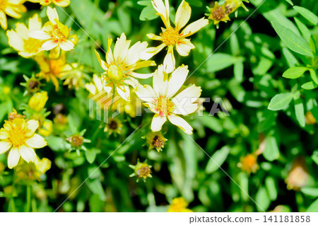 Coreopsis, Coreopsis DAYBREAK or Coreopsis grandiflora VANILLA DAYBREAK or yellow and red flower Coreopsis, Coreopsis DAYBREAK or Coreopsis grandiflora VANILLA DAYBREAK or yellow and red flower 141181858