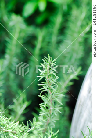 rosemary, rosmarinus or rosmarinus officinalis rosemary, rosmarinus or rosmarinus officinalis 141181860