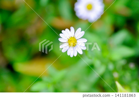 Indian Aster or Kalimeris indica or Asteraceae or daisy, white flower Indian Aster or Kalimeris indica or Asteraceae or daisy, white flower 141181863