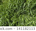 The glossy green leaves of summer grass overlap densely. 141182113