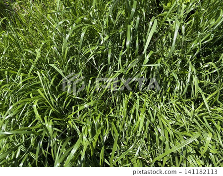 The glossy green leaves of summer grass overlap densely. The glossy green leaves of summer grass overlap densely. 141182113