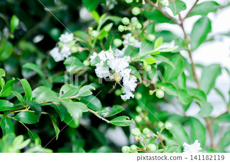 crape myrtle, crepe myrtle or Lagerstroemia floribunda Jack or Lagerstroemia sp or LYTHRACEAE or Thai crape myrtle or white flower crape myrtle, crepe myrtle or Lagerstroemia floribunda Jack or Lagerstroemia sp or LYTHRACEAE or Thai crape myrtle or white flower 141182119