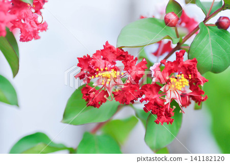 crape myrtle, crepe myrtle or Lagerstroemia floribunda Jack or Lagerstroemia sp or LYTHRACEAE or Thai crape myrtle or pink flower or pink and white flower crape myrtle, crepe myrtle or Lagerstroemia floribunda Jack or Lagerstroemia sp or LYTHRACEAE or Thai crape myrtle or pink flower or pink and white flower 141182120