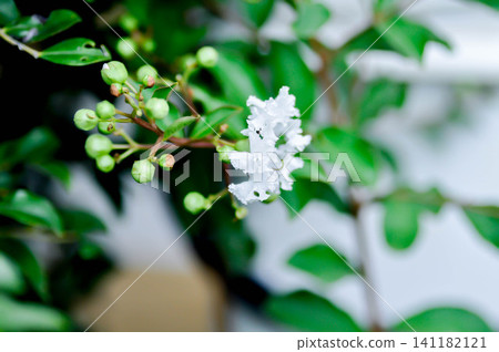 crape myrtle, crepe myrtle or Lagerstroemia floribunda Jack or Lagerstroemia sp or LYTHRACEAE or Thai crape myrtle or white flower crape myrtle, crepe myrtle or Lagerstroemia floribunda Jack or Lagerstroemia sp or LYTHRACEAE or Thai crape myrtle or white flower 141182121