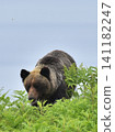 Wild brown bear 141182247