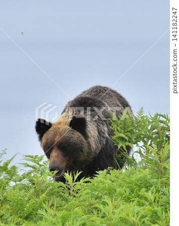 Wild brown bear Wild brown bear 141182247