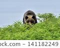 Wild brown bear 141182249