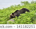 Wild brown bear 141182251