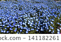Nemophila: Blue flowers spread out like waves. 141182261