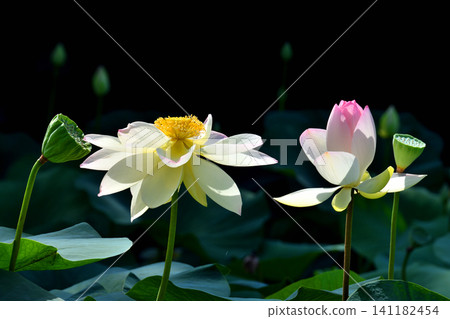 Lotus flowers in the gourd-shaped pond Lotus flowers in the gourd-shaped pond 141182454