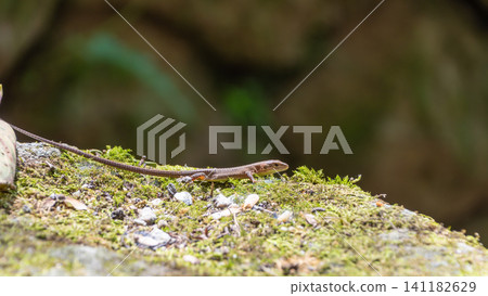 A small lizard walking on a moss-covered rock. A small lizard walking on a moss-covered rock. 141182629