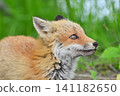 A red fox I met in the summer forest 141182650