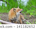 A red fox opens its mouth wide to try and eat an insect. 141182652