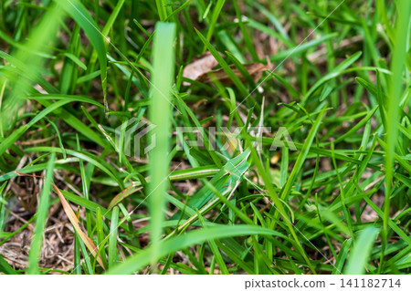 A grasshopper hiding in the green grass. A grasshopper hiding in the green grass. 141182714