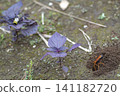 A spider wasp (Platypleura kaempferi) has caught a spider. (Keywords: wasp, insect, nest, ecology, ground, digging) 141182720