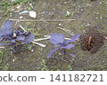 A spider wasp (Platypleura kaempferi) has caught a spider. (Keywords: wasp, insect, nest, ecology, ground, digging) 141182721