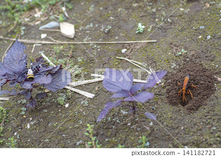 A spider wasp (Platypleura kaempferi) has caught a spider. (Keywords: wasp, insect, nest, ecology, ground, digging) 141182721