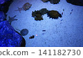 Aquarium 141182730