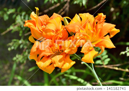 Daylilies in the Fujita Residence Ruins Park Daylilies in the Fujita Residence Ruins Park 141182741