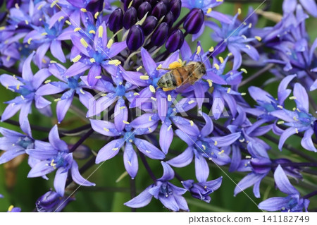 春天公園裡,一隻蜜蜂正在吸食巨型藍紫色仙人掌花的花蜜。 春天公園裡,一隻蜜蜂正在吸食巨型藍紫色仙人掌花的花蜜。 141182749