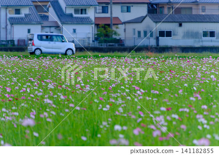一片廣闊的波斯菊花田和一輛白色汽車在寧靜的住宅區前綿延展開。 一片廣闊的波斯菊花田和一輛白色汽車在寧靜的住宅區前綿延展開。 141182855