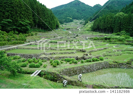 Beautiful terraced rice fields, a quintessential Japanese landscape surrounded by lush greenery. Beautiful terraced rice fields, a quintessential Japanese landscape surrounded by lush greenery. 141182986