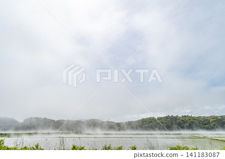 稻田上霧氣瀰漫；霧；海霧；地霧；蒸氣霧；天氣；稻田 141183087