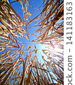 Wheat crop ripening in sun 141183163