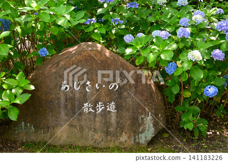 Nagoya, Tsurumai Park: A stone monument and blooming hydrangeas along the "Hydrangea Promenade" (1) Nagoya, Tsurumai Park: A stone monument and blooming hydrangeas along the "Hydrangea Promenade" (1) 141183226