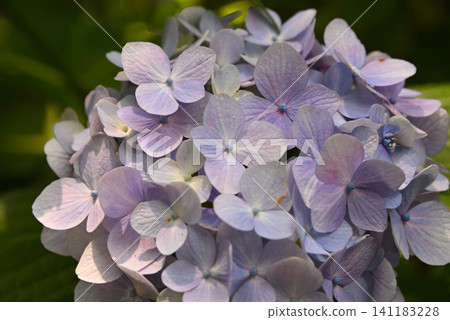 Close-up of pale purple hydrangea flowers Close-up of pale purple hydrangea flowers 141183228