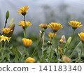 Blooming field Marigold (Calendula arvensis) in a garden in summer. Flowers pic. 141183340