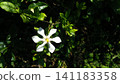Tropical flowers 141183358