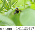 A bumblebee perched on a bean flower. 141183417