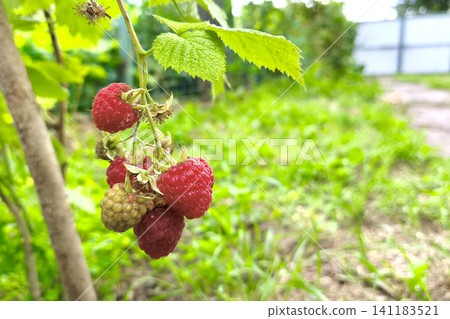 Close-up of ripe red raspberries on a leafy bush in a sunny garden. Fresh organic berries growing naturally, perfect for healthy eating, farming, and summer harvest concepts. Close-up of ripe red raspberries on a leafy bush in a sunny garden. Fresh organic berries growing naturally, perfect for healthy eating, farming, and summer harvest concepts. 141183521
