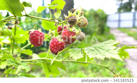 Ripe red raspberries growing on a bush among green leaves in a summer garden. Fresh organic berries ready for harvest, showcasing healthy agriculture and natural food. Ripe red raspberries growing on a bush among green leaves in a summer garden. Fresh organic berries ready for harvest, showcasing healthy agriculture and natural food. 141183523