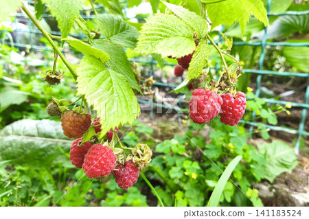 Ripe raspberries hanging from a green bush in natural sunlight. Fresh organic berries in a home garden, representing healthy nutrition, sustainable farming, and seasonal harvest. Ripe raspberries hanging from a green bush in natural sunlight. Fresh organic berries in a home garden, representing healthy nutrition, sustainable farming, and seasonal harvest. 141183524