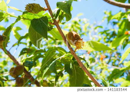 Wintersweet (Chimonanthus praecox) - False fruit Wintersweet (Chimonanthus praecox) - False fruit 141183544