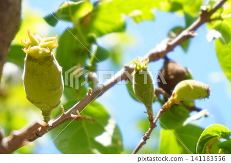 臘梅 (Chimonanthus praecox) - 假果 臘梅 (Chimonanthus praecox) - 假果 141183556