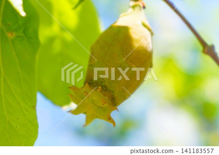臘梅 (Chimonanthus praecox) - 假果 臘梅 (Chimonanthus praecox) - 假果 141183557