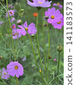 Pink cosmos flower blooming background. Cosmos flowers, autumn season image. 141183573