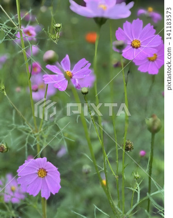 Pink cosmos flower blooming background. Cosmos flowers, autumn season image. Pink cosmos flower blooming background. Cosmos flowers, autumn season image. 141183573