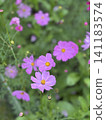 Pink cosmos flower blooming background. Cosmos flowers, autumn season image. 141183574