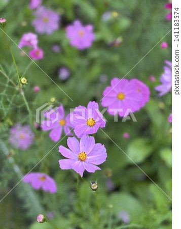 Pink cosmos flower blooming background. Cosmos flowers, autumn season image. 141183574