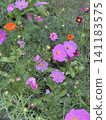 Pink cosmos flower blooming background. Cosmos flowers, autumn season image. 141183575