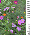 Pink cosmos flower blooming background. Cosmos flowers, autumn season image. 141183576