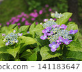 Hydrangeas blooming in the garden 141183647