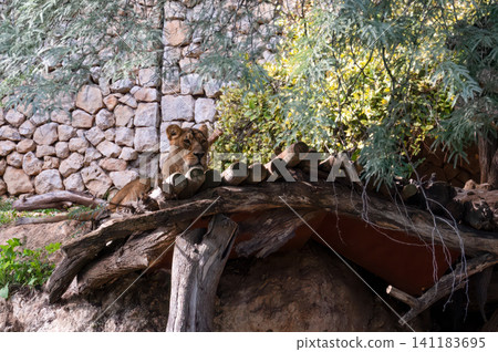 Female lion in the biblical zoo in Jerusalem in Israel 141183695