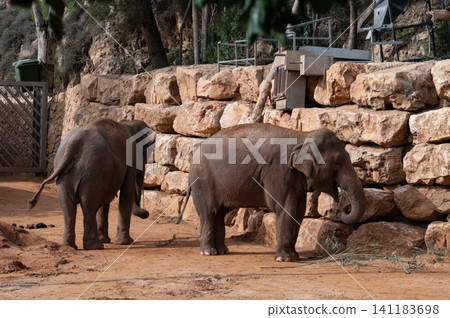 elephants in the biblical zoo in jerusalem elephants in the biblical zoo in jerusalem 141183698