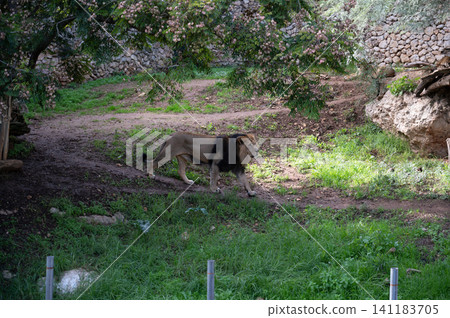 Male lion in the biblical zoo in Jerusalem in Israel Male lion in the biblical zoo in Jerusalem in Israel 141183705